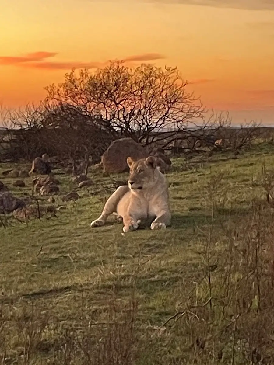 Our guests from Glasgow enjoying a luxury safari experience with stunning game drives, warm hospitality, delicious food, and exceptional lodge staff.