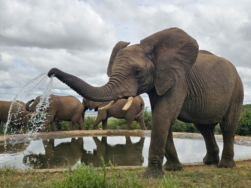 An elephant splashing water over itself at Rockfig Madikwe Lodge, delighting our guests visiting from Australia.