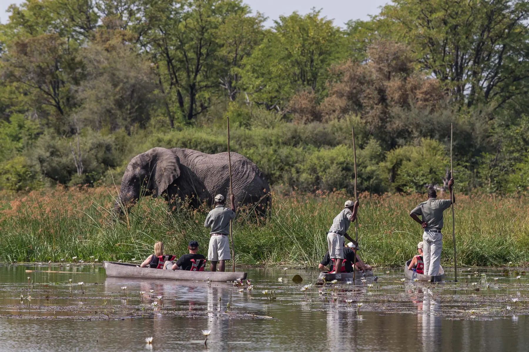 Tourists in traditional mokoro canoes glide across lily-covered waters past a large elephant on a lush, green riverbank.