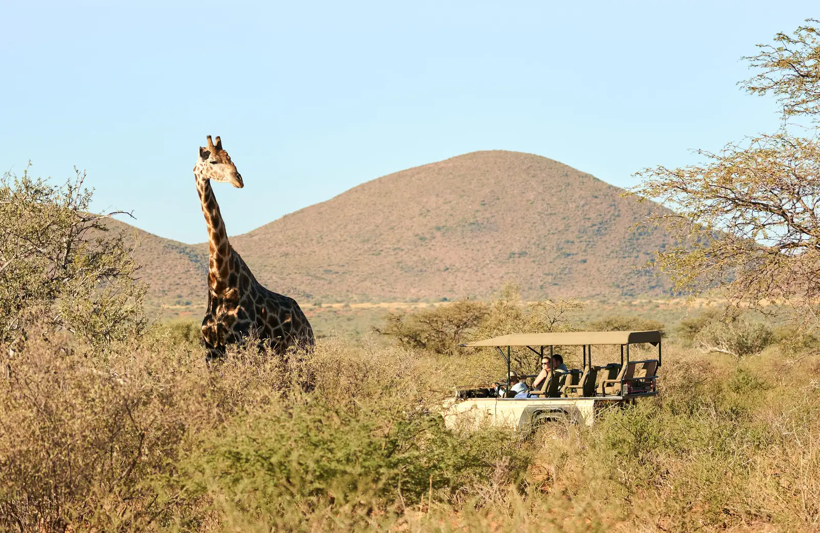 A giraffe stands in a bushy landscape, with passengers in an open safari vehicle watching it
