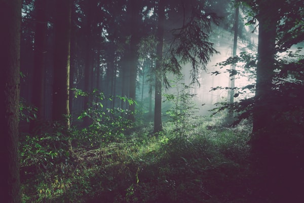 Evergreen content symbolised by a forest