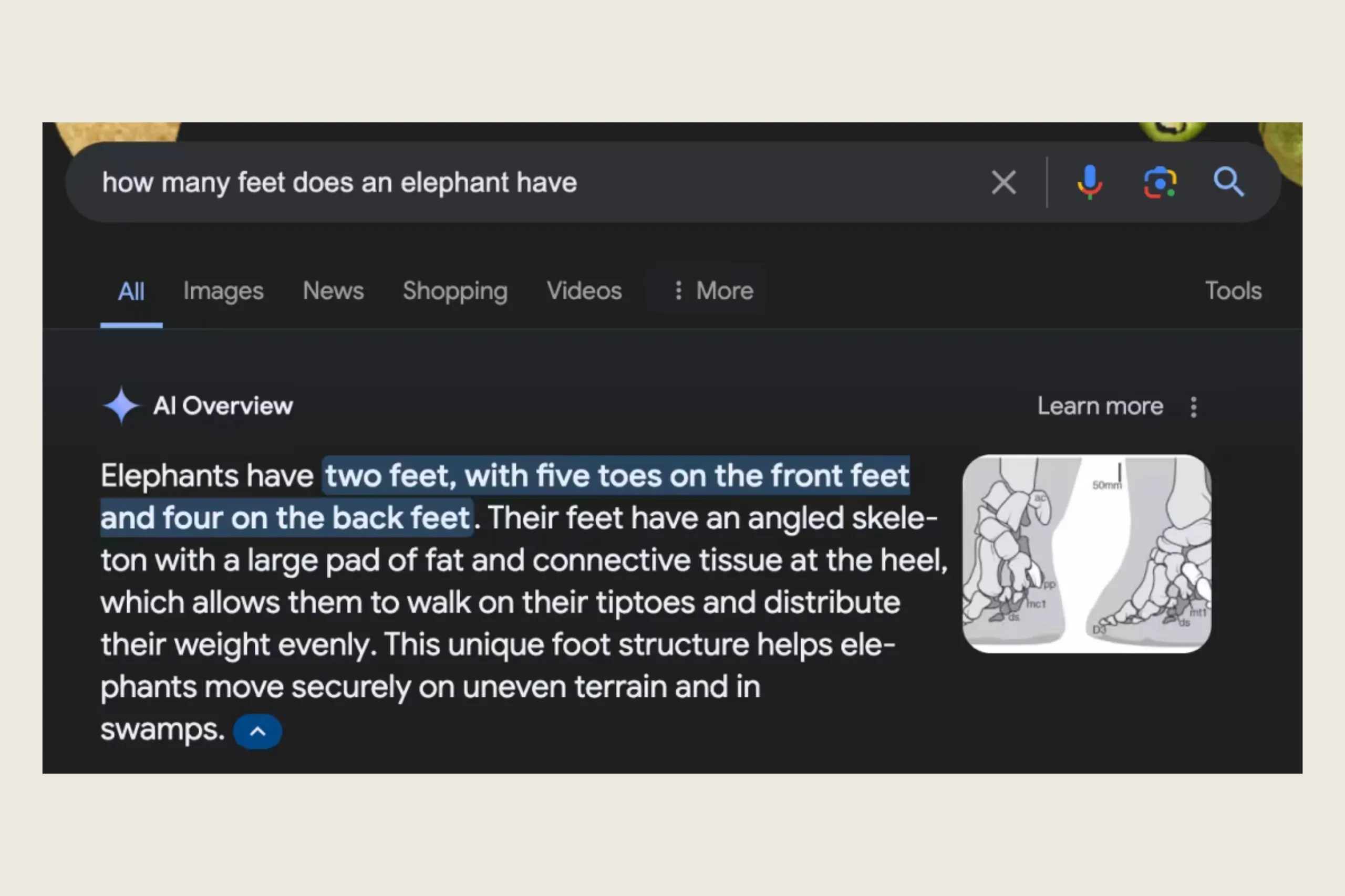 Screenshot of AI Overview hallucination saying elephants have 2 feet