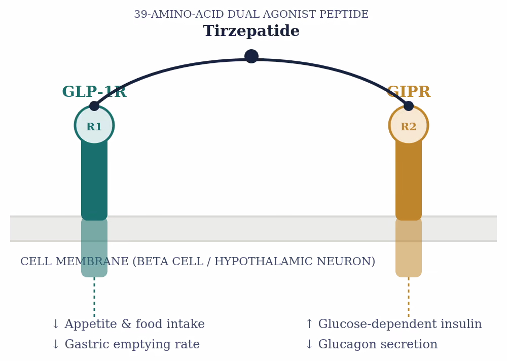 Fig. 1 — Simplified schematic: one dual agonist weight loss injection engaging two separate incretin receptors.