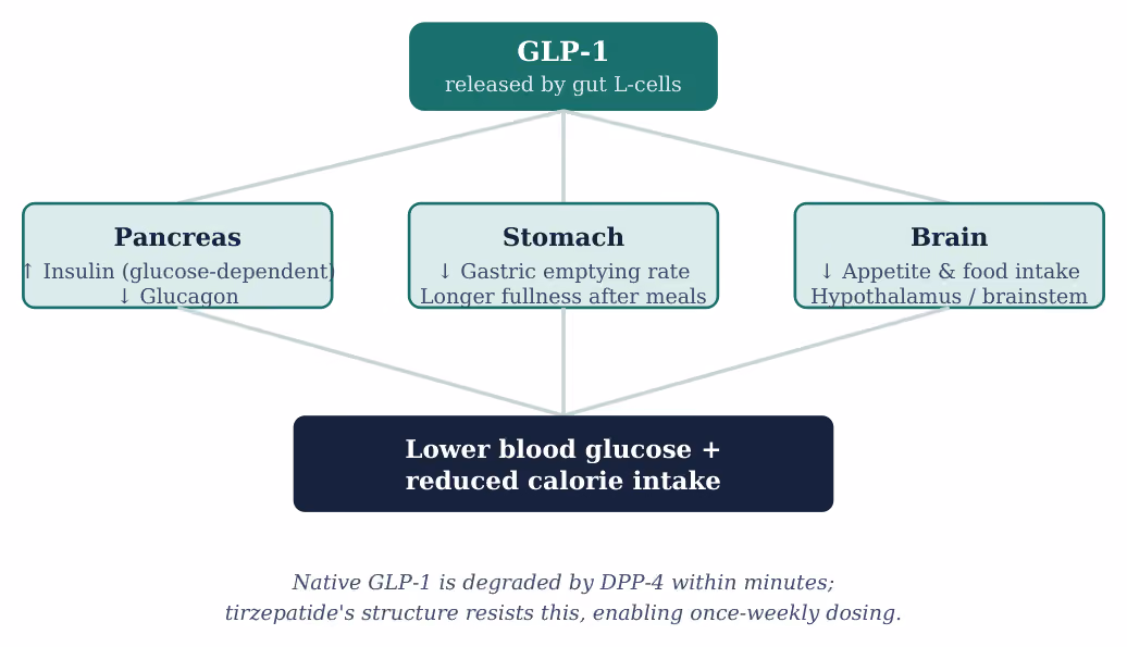Fig. 2 — How GLP-1 acts on the pancreas, stomach, and brain.