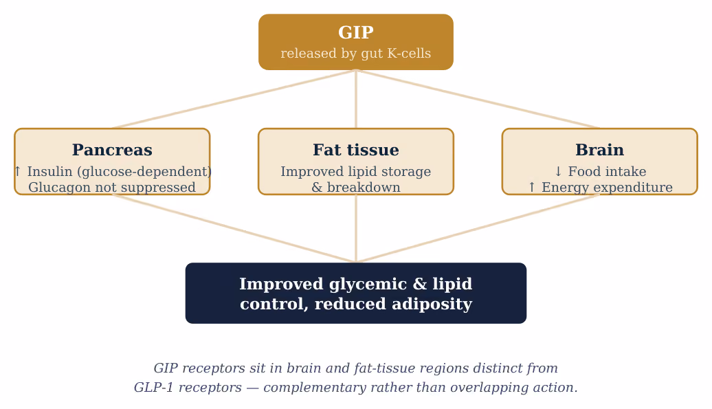 Fig. 3 — How GIP acts on the pancreas, fat tissue, and brain.