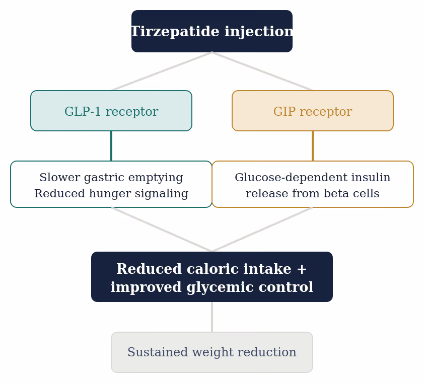 Fig. 3 — How GIP acts on the pancreas, fat tissue, and brain.