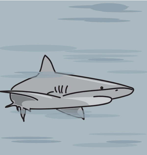 shark.png