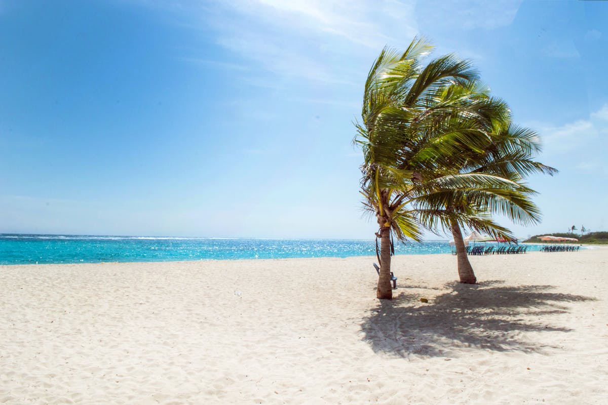 A beach in Florida with some palm trees