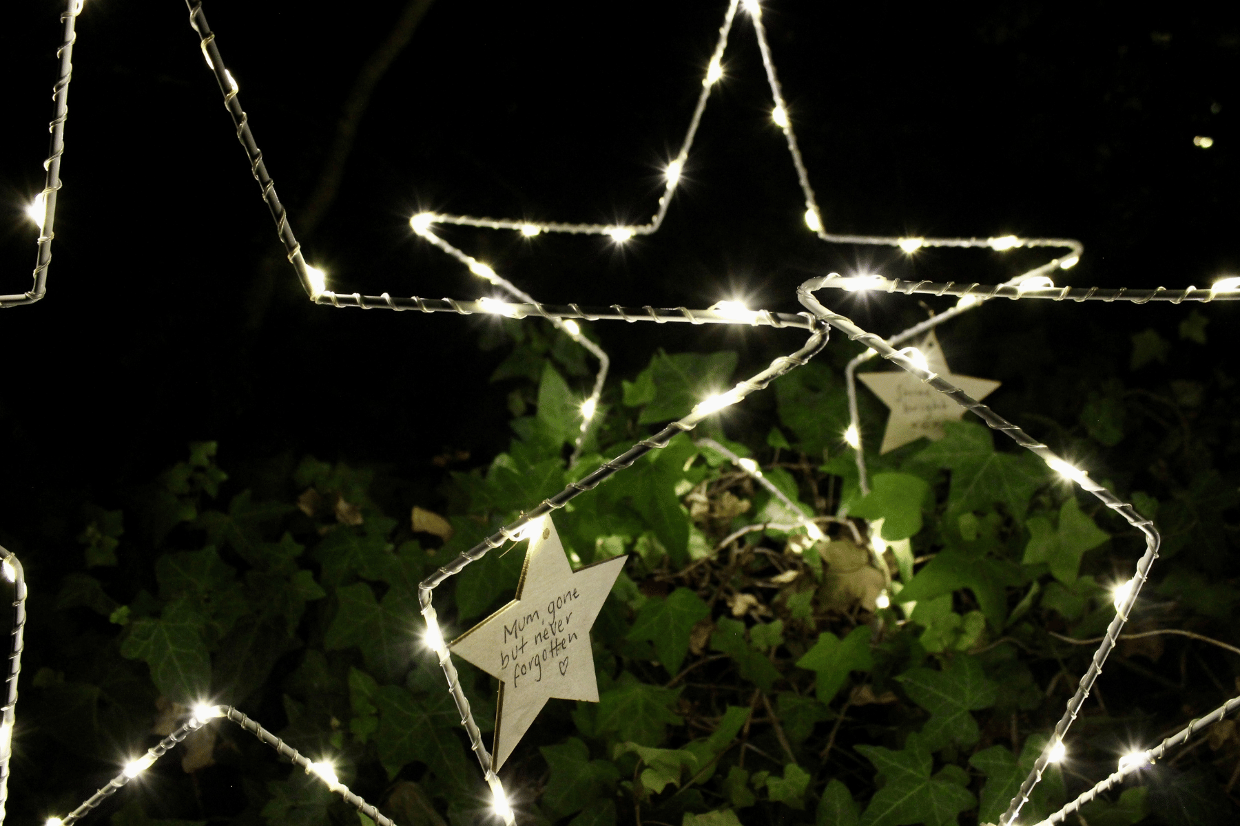 Three of the lit up stars sit in the gardens among the ivy. Each star has a wooden dedication attached to it with a message to someone special.