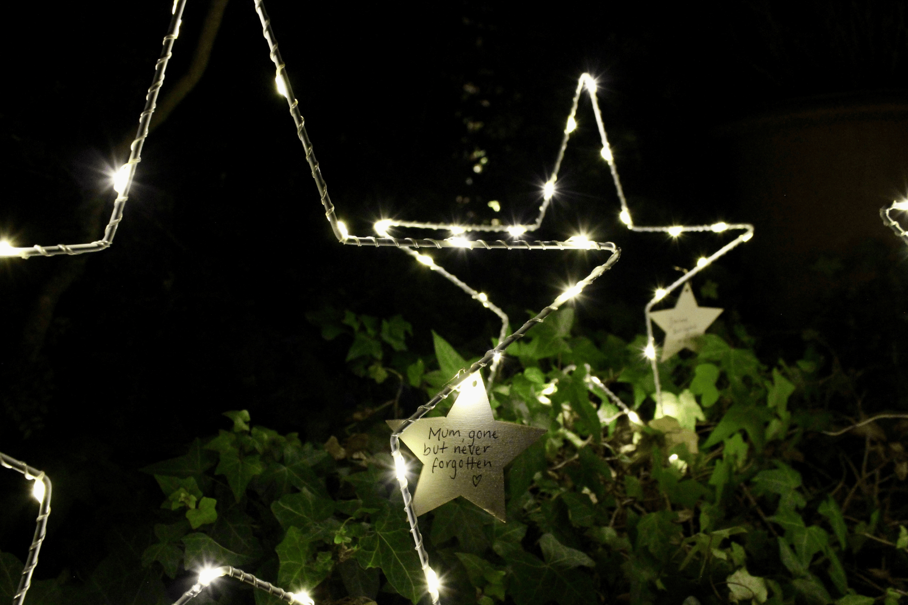 Stars lit up amongst the ivy. They have wooden star plaques featuring dedication messages.