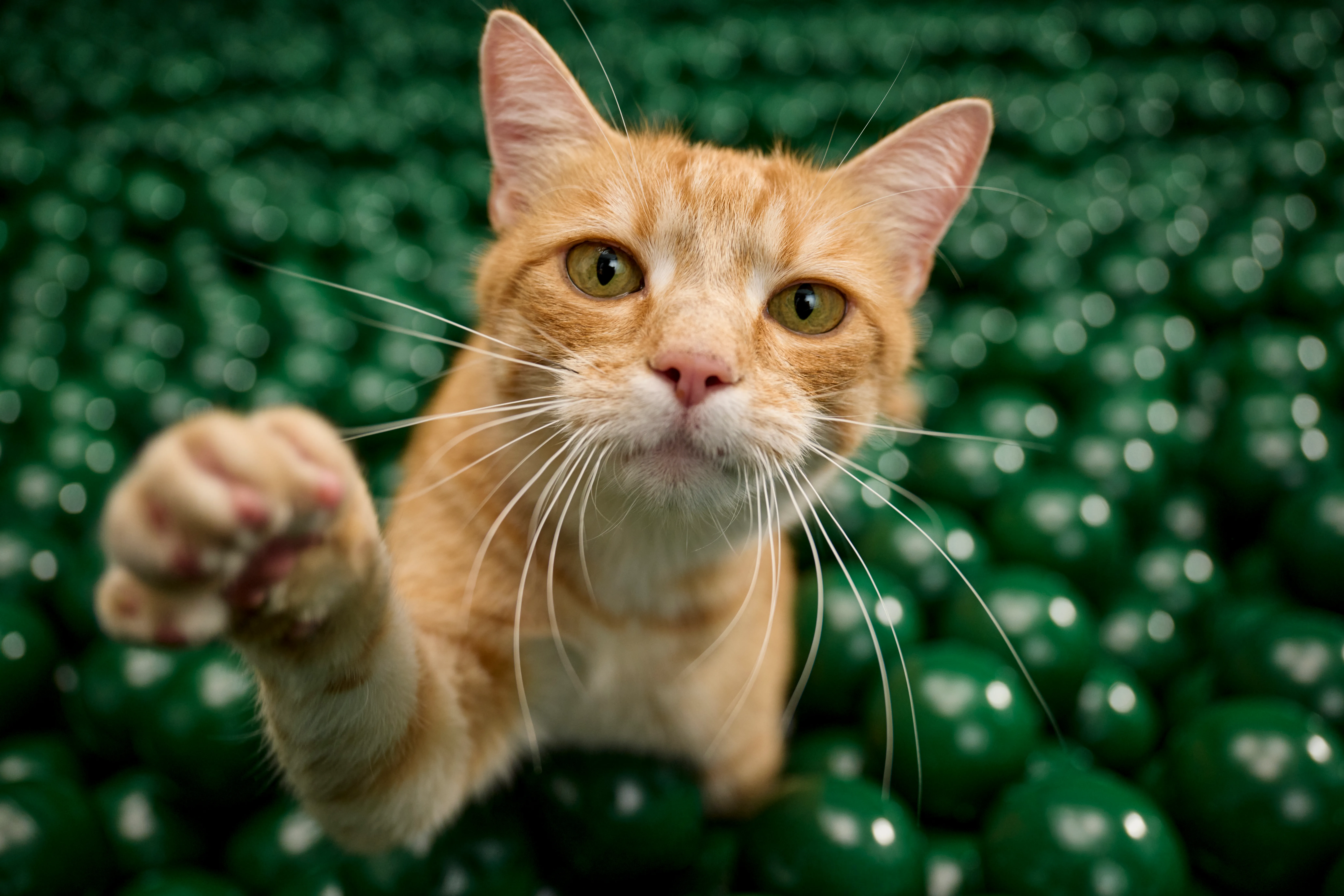 Zooplus Black Friday Campaign