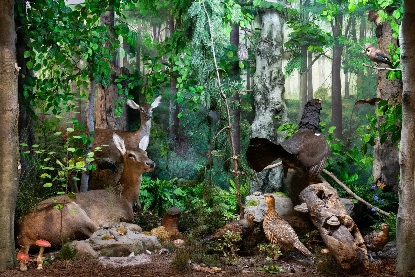 Wald-Diorama im Vonderau Museum Fulda mit präparierten Wildtieren und Vögeln zwischen Farnen, Moos und Bäumen