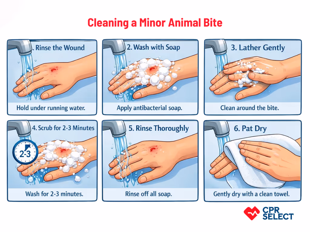 immediae first aid for animal bite wounds