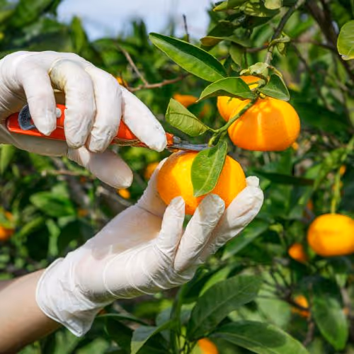 About Gallery - Farm Webflow Template