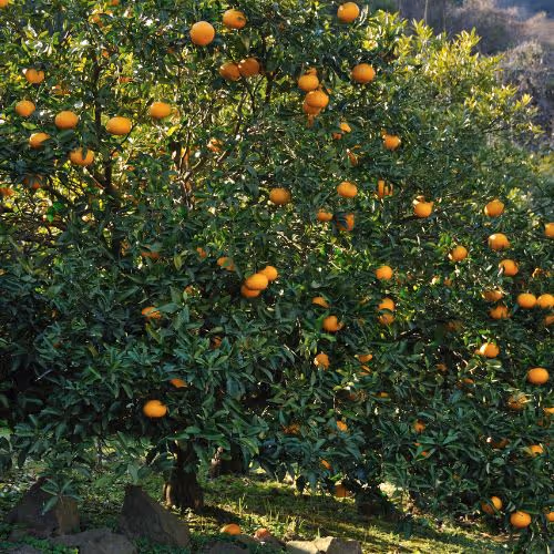 About Gallery - Farm Webflow Template