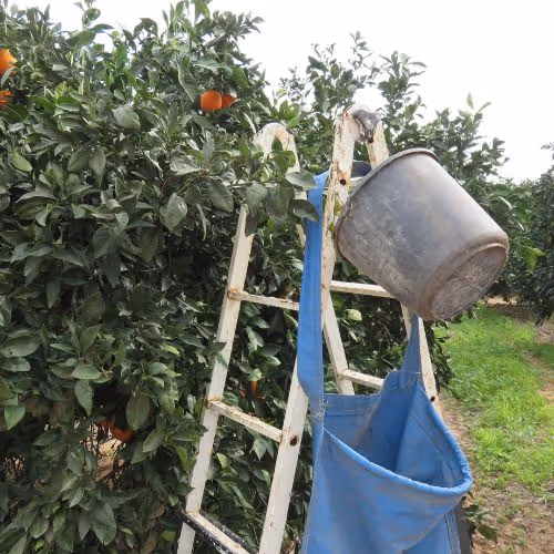 Organic Products - Farm Webflow Template