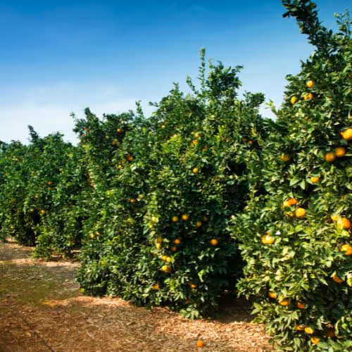 Organic Vegetables - Farm Webflow Template