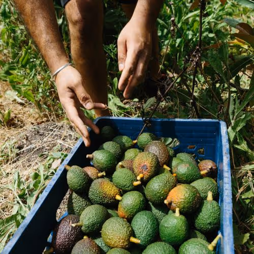 About Gallery - Farm Webflow Template