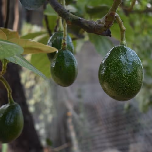 About Gallery - Farm Webflow Template