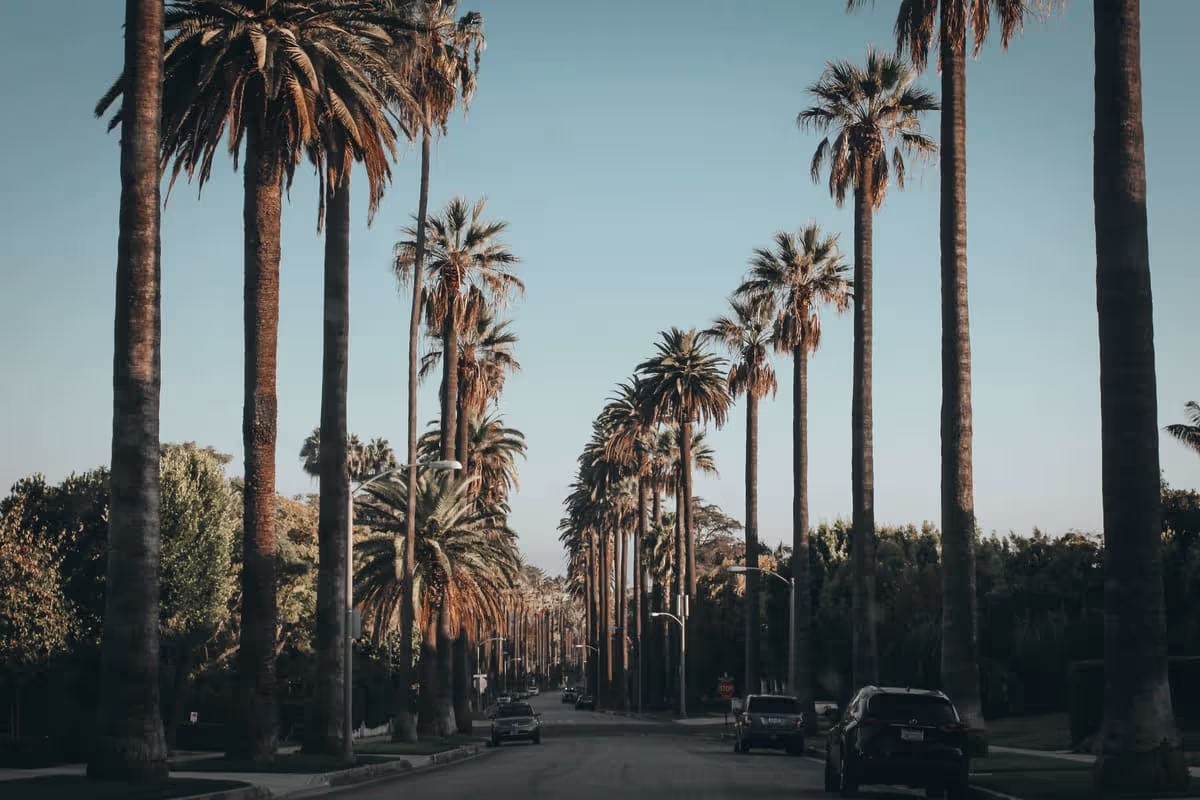 Palm tree-lined street with parked cars and clear blue sky