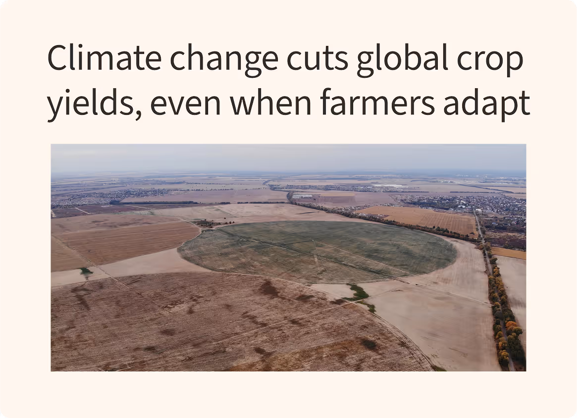 Climate change cuts global crop yields, even when farmers adapt