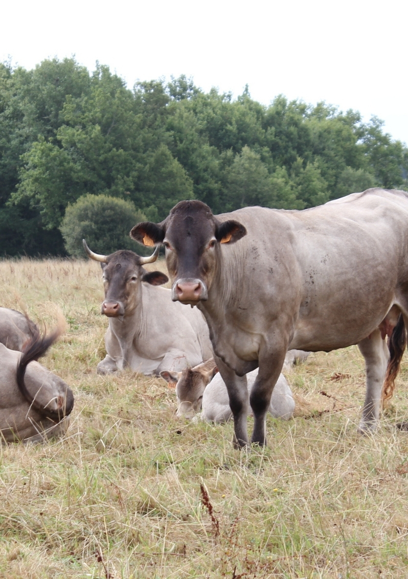 Ferme