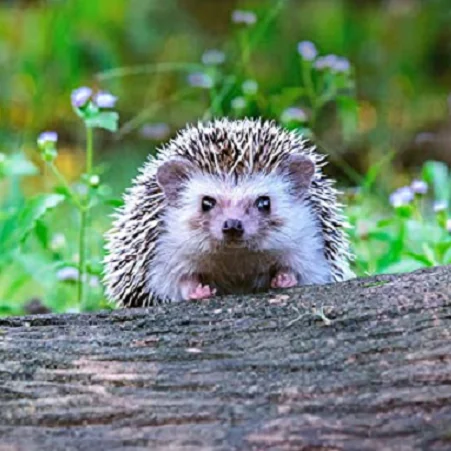 Sonic Deshaies