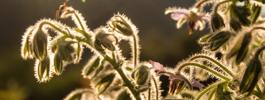 Plante de près