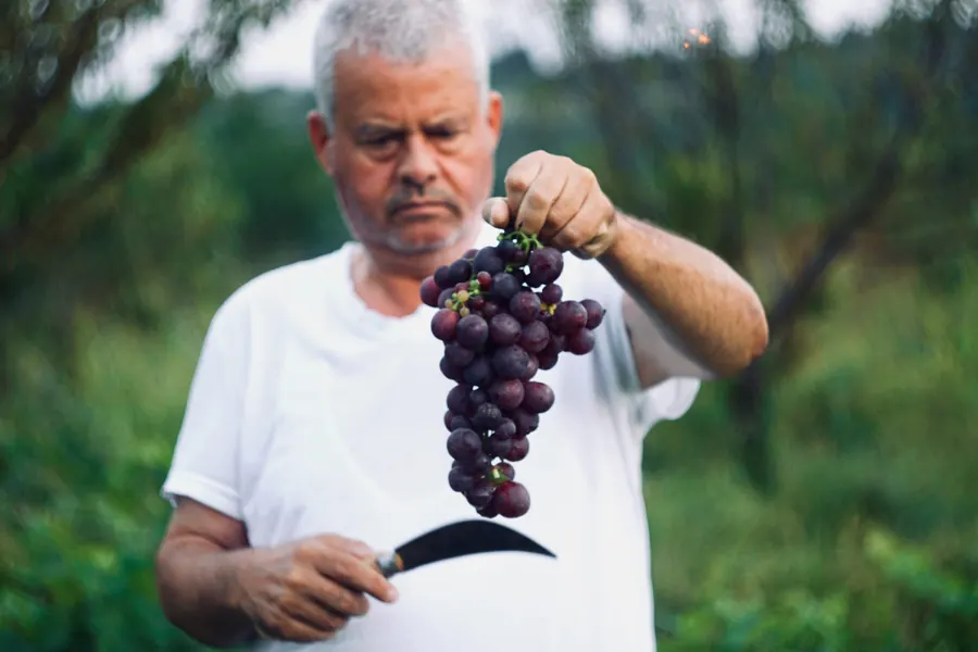 vigneron