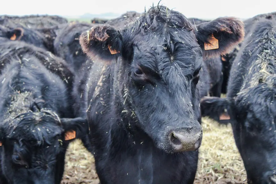 Vache angus
