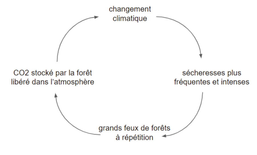 Cercle vicieux changement climatique et conséquences sur la forêt