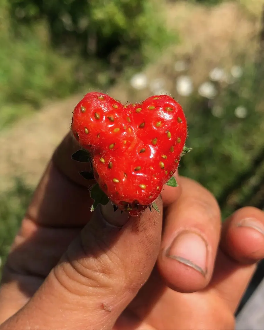 fraise en forme de coeur