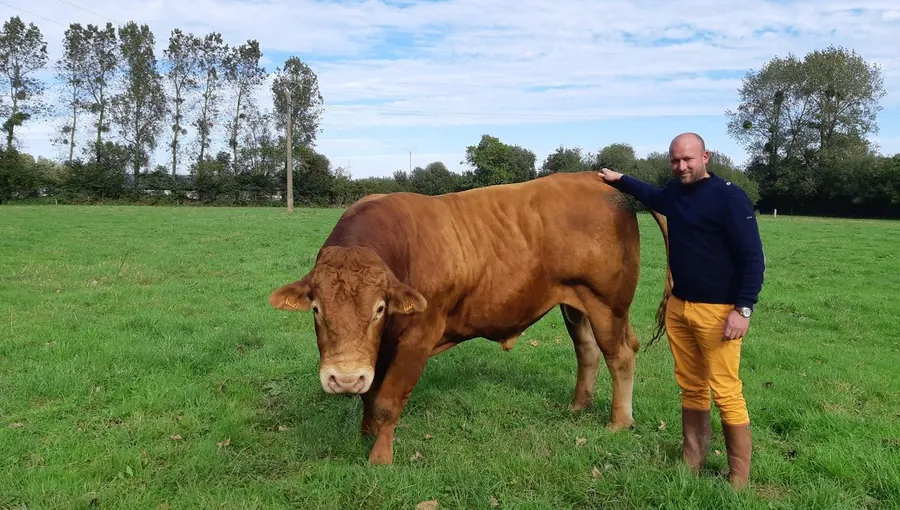 Nicolas Onfroy avec une vache