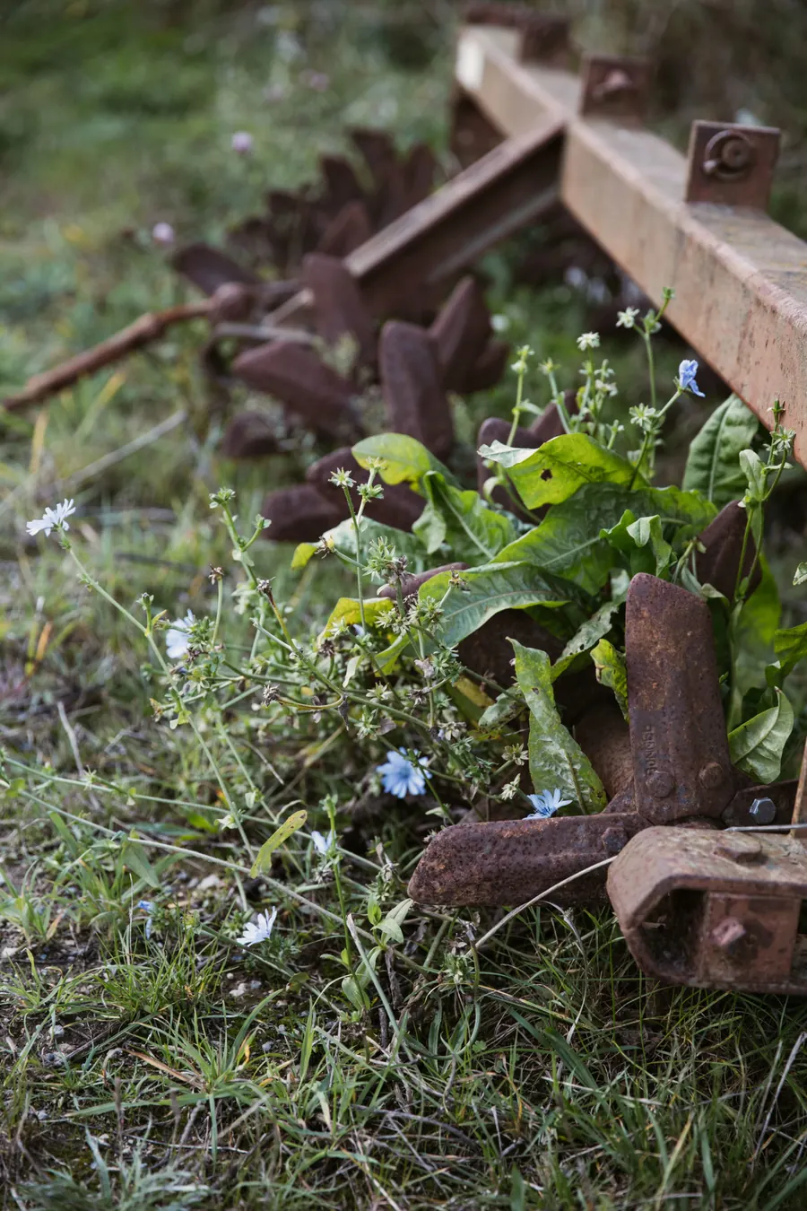 Fleur avec végétation