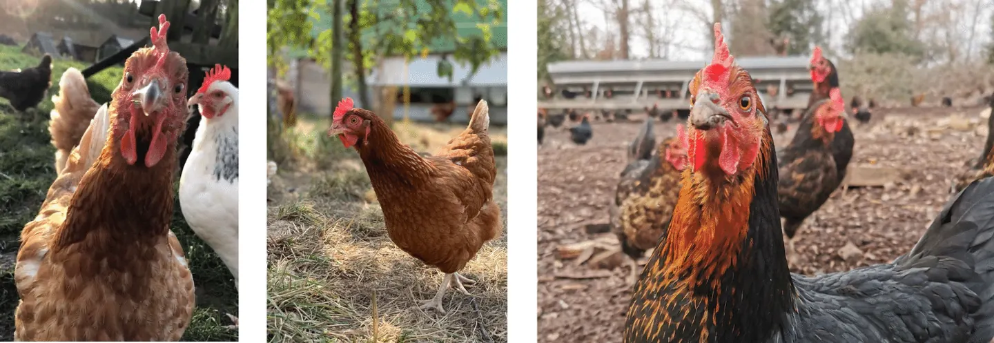 Poules qui ont faim