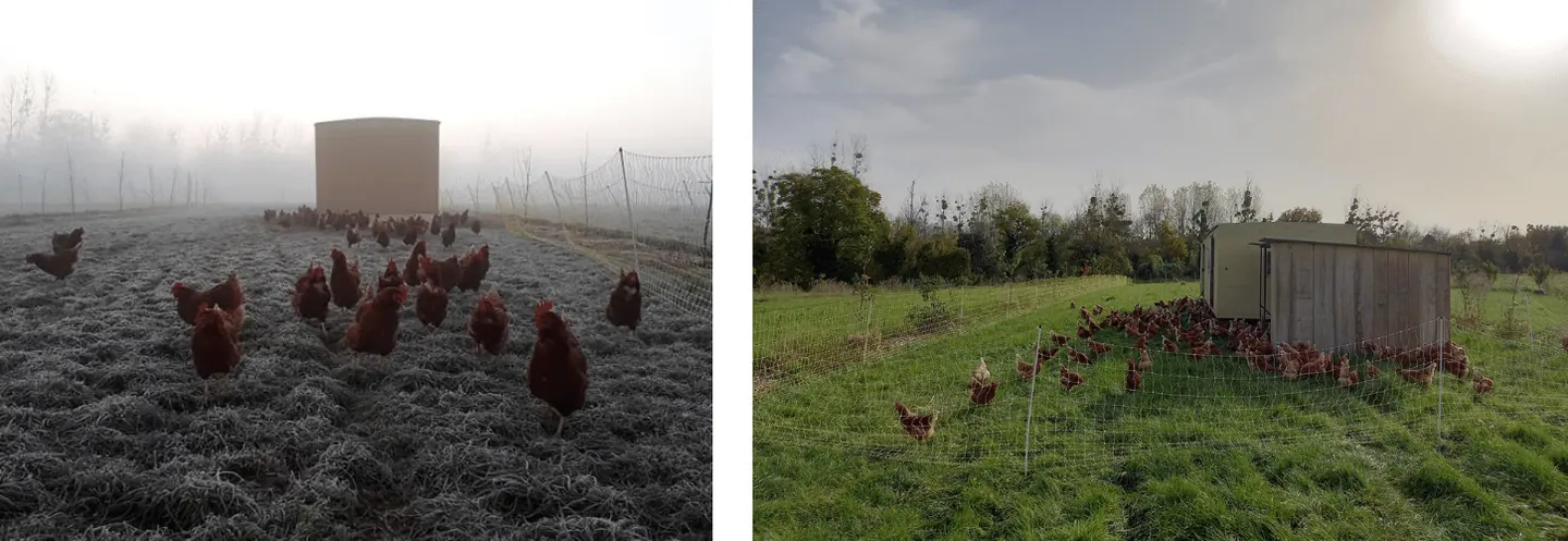 Poules sur la ferme du Pibot