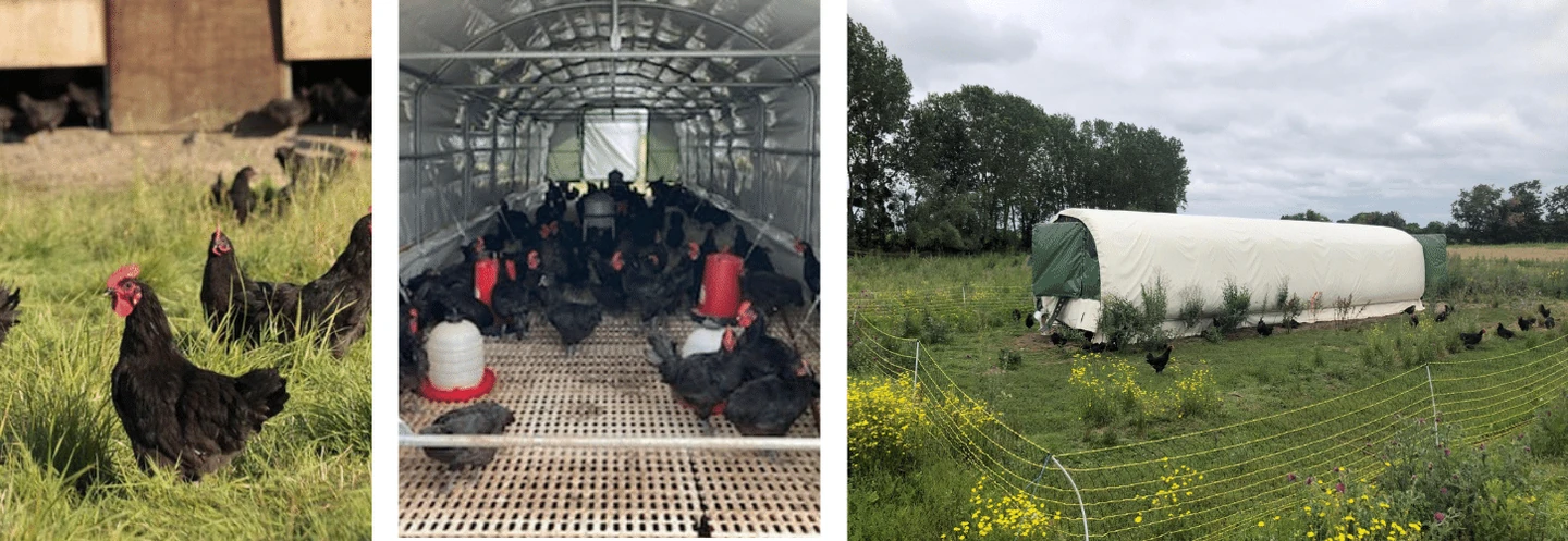 Poules de la Ferme de la Brosse