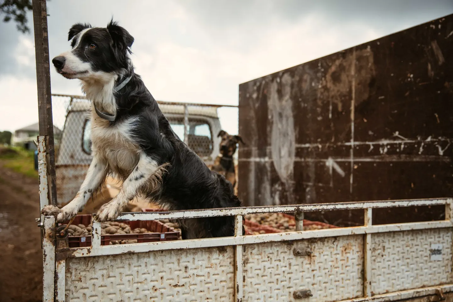 Chien dans camion