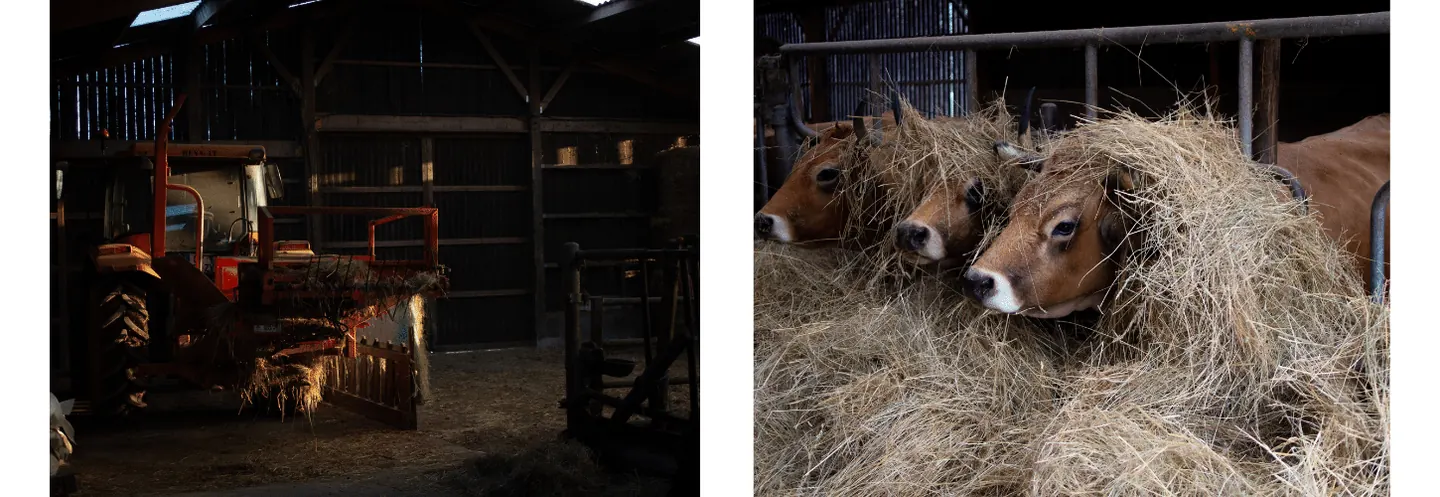 Bovins sur la ferme de Magnantru
