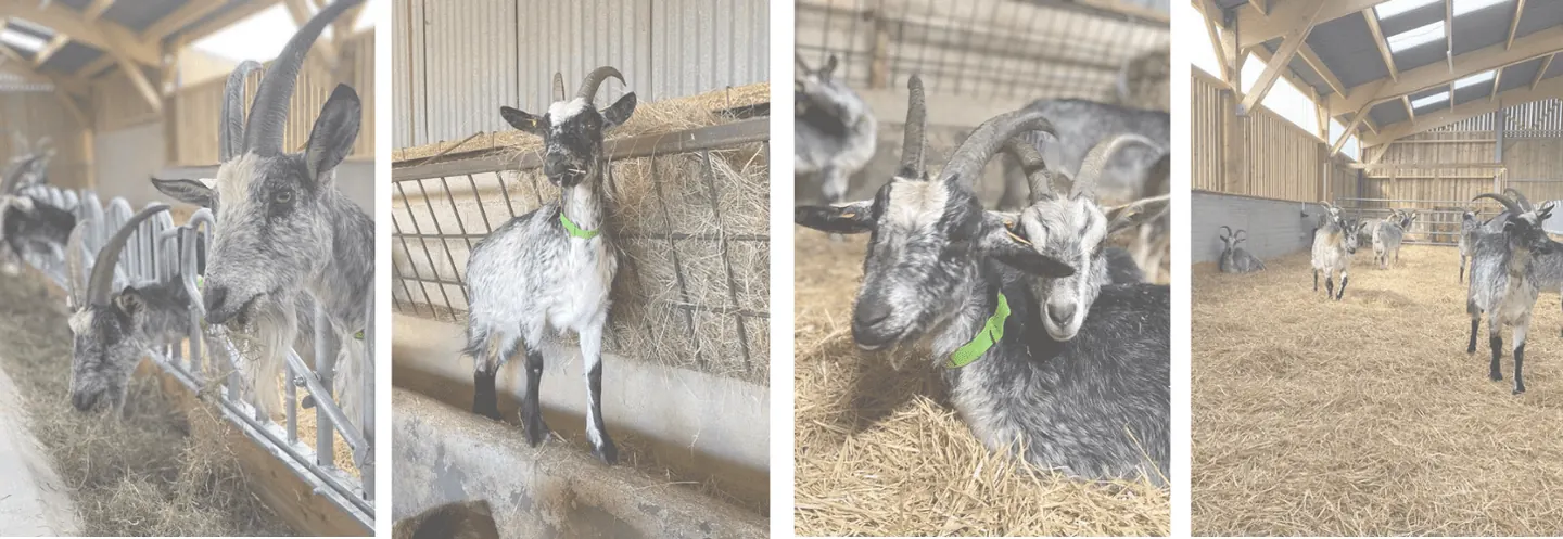 Caprins sur ferme des domoiselles