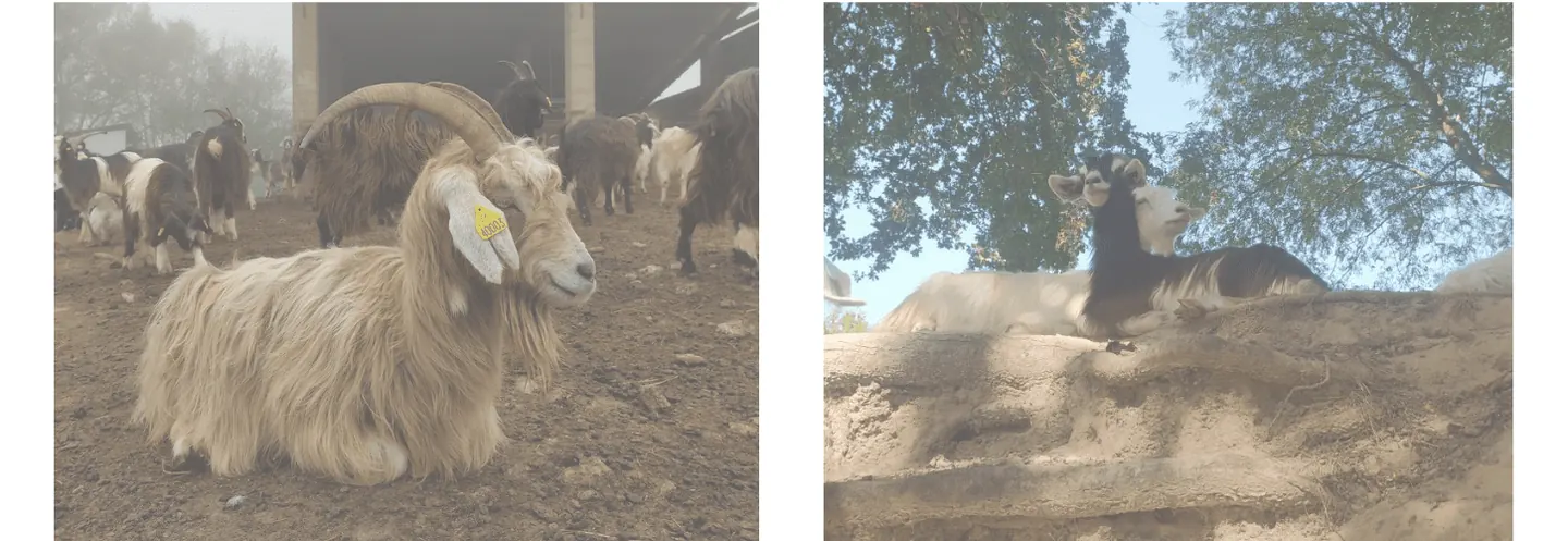 Caprins dans la ferme de Bacotte