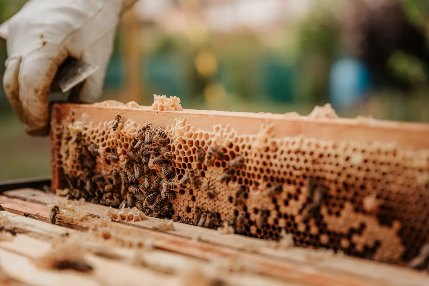 Travail apiculteur / abeille