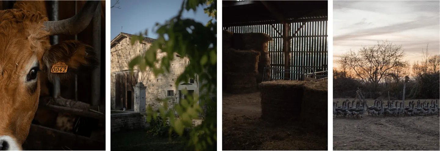 Photos de ferme de Magnantru. A gauche une vache en gros plan, a gauche au centre l'atelier de transformation, à droite au centre la vue à l'intérieur de la grange et enfin à droite des oies.