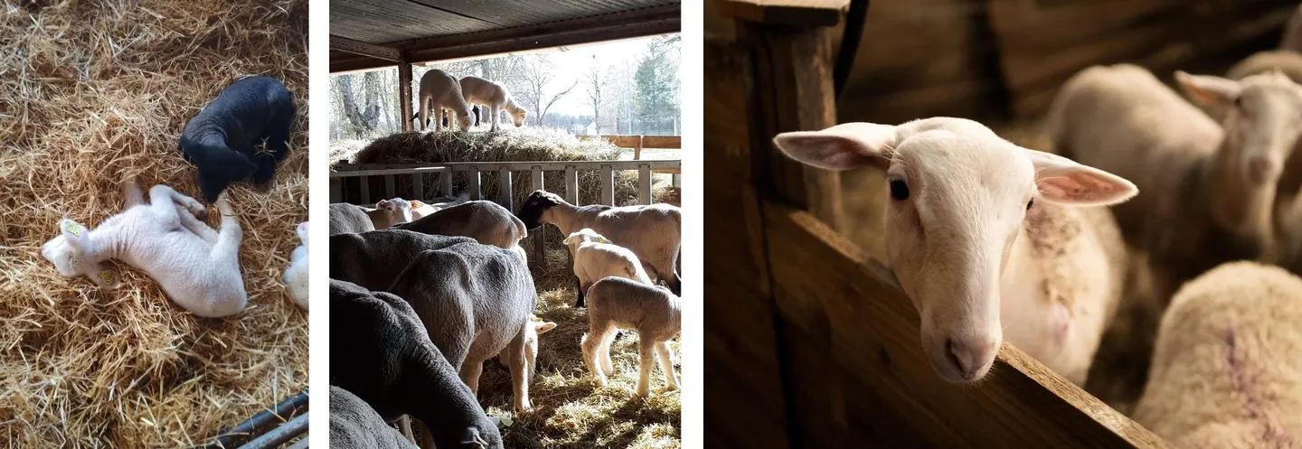 Ovins dans la ferme