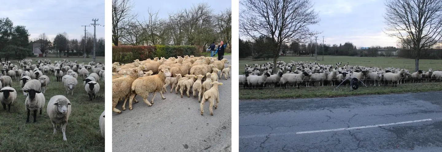 Moutondeuses en action