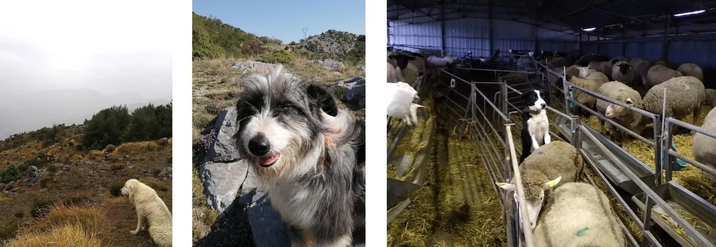 Chiens de troupeaux avec ovins