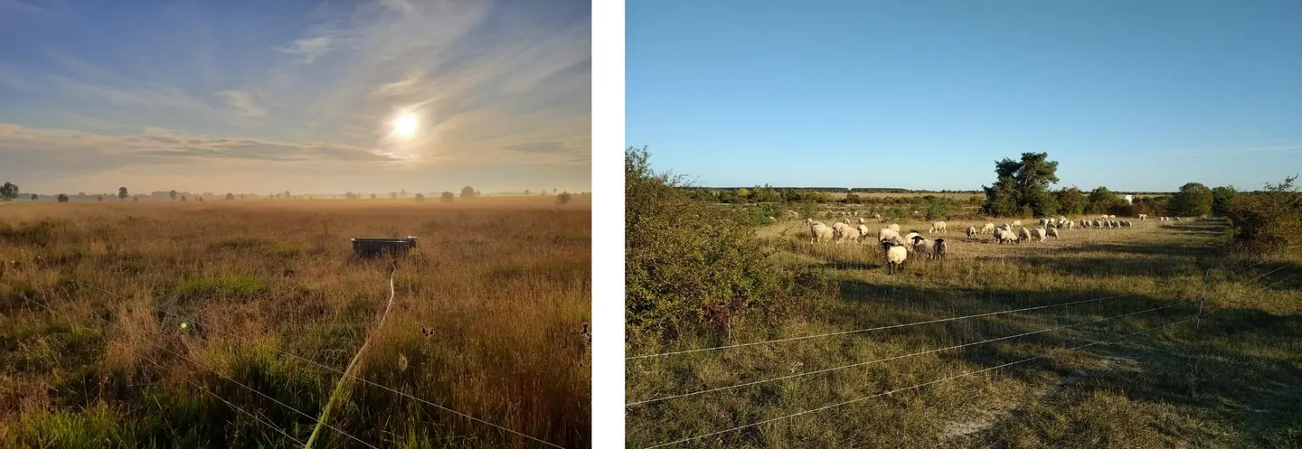 Prairie avec ovins