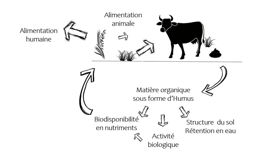 Cycle des nutriments entre l'élevage et les productions végétales