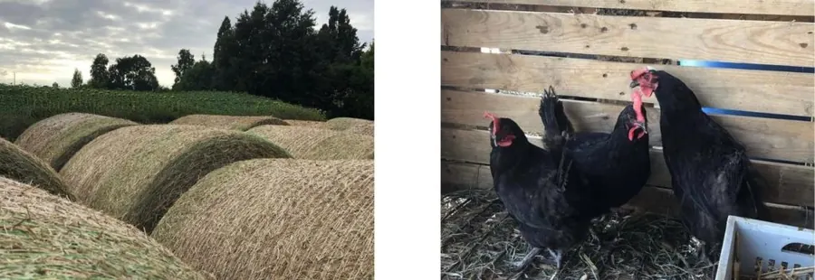 Mottes de foin et poules
