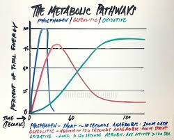 How the Energy Systems work in your body